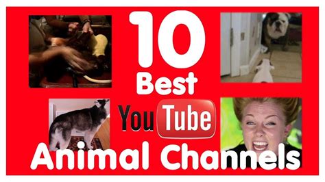 best animal youtube channels